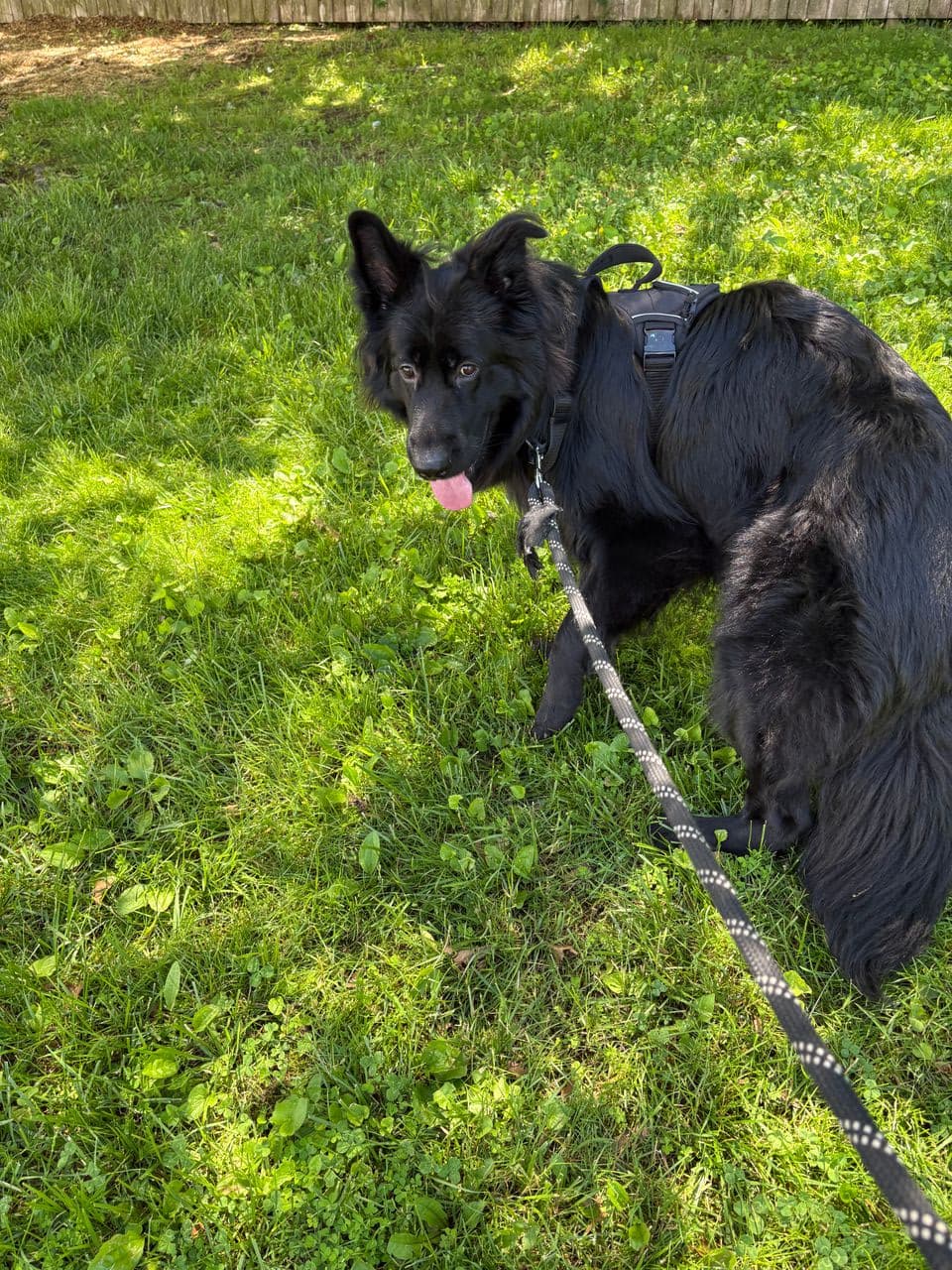 Pet travel photo 1
