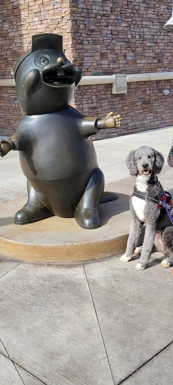 Pet travel photo 1