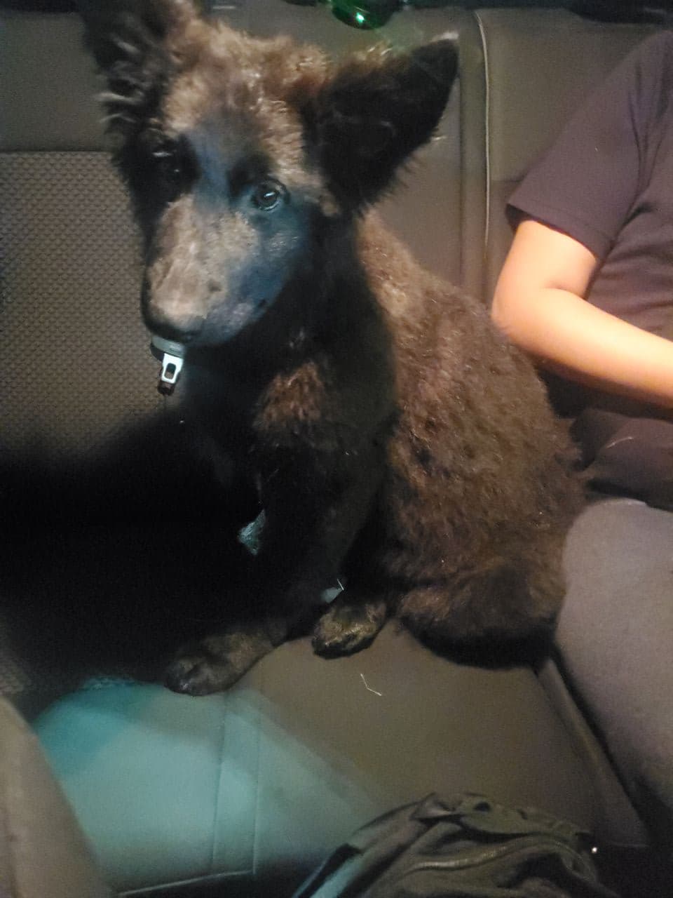 Pet travel photo 6