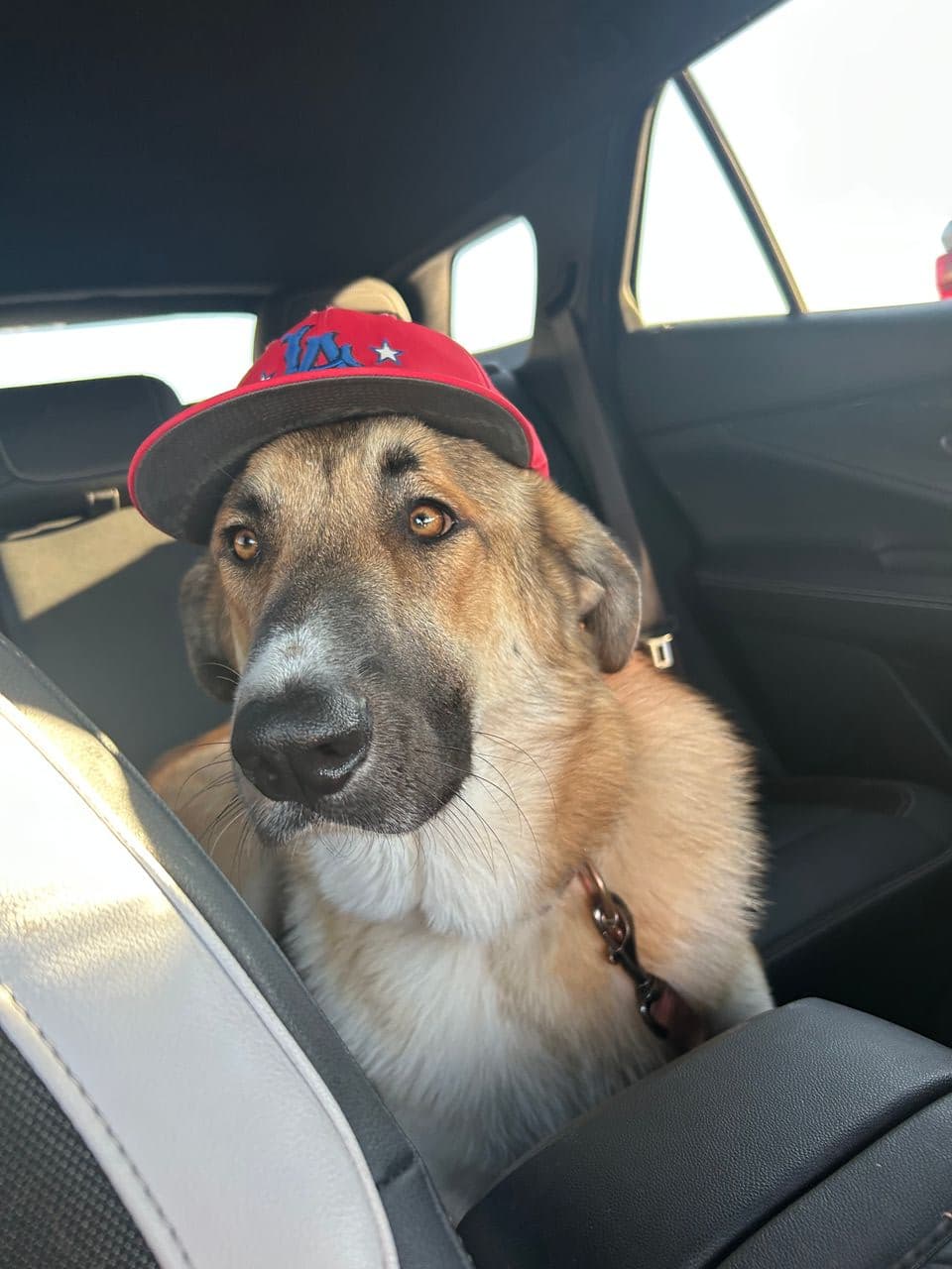 Pet travel photo 3
