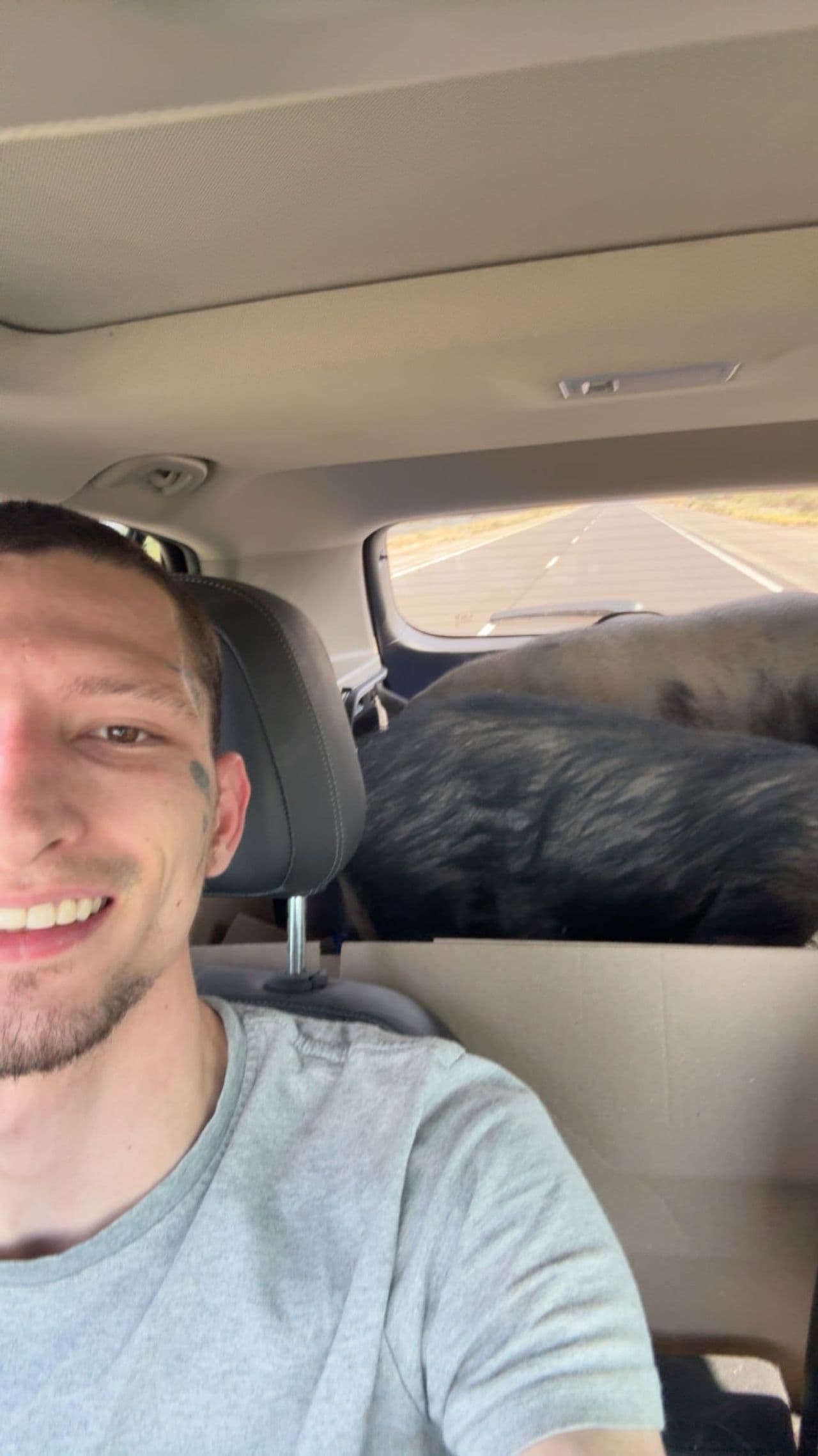 Pet travel photo 1