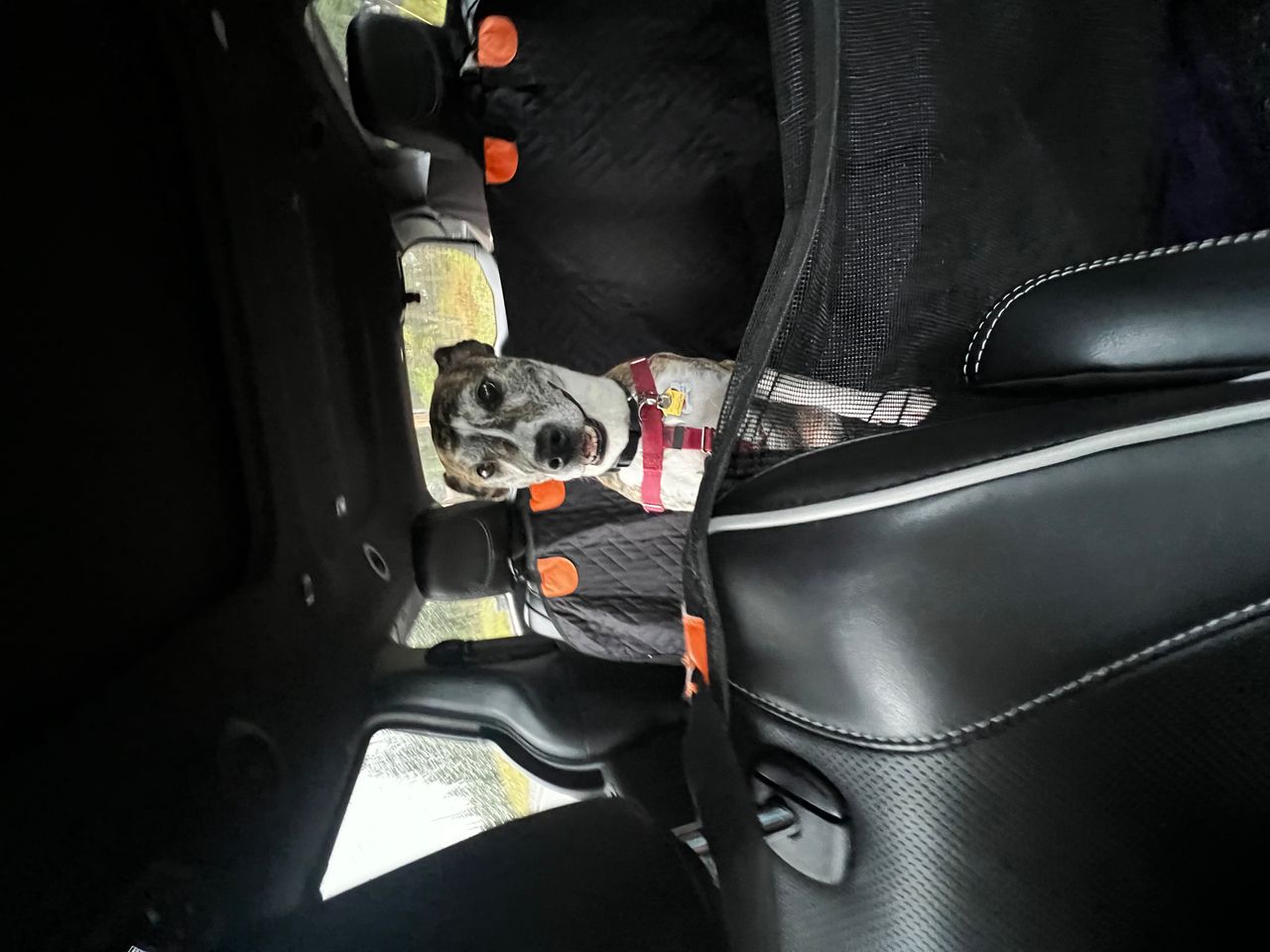 Pet travel photo 3