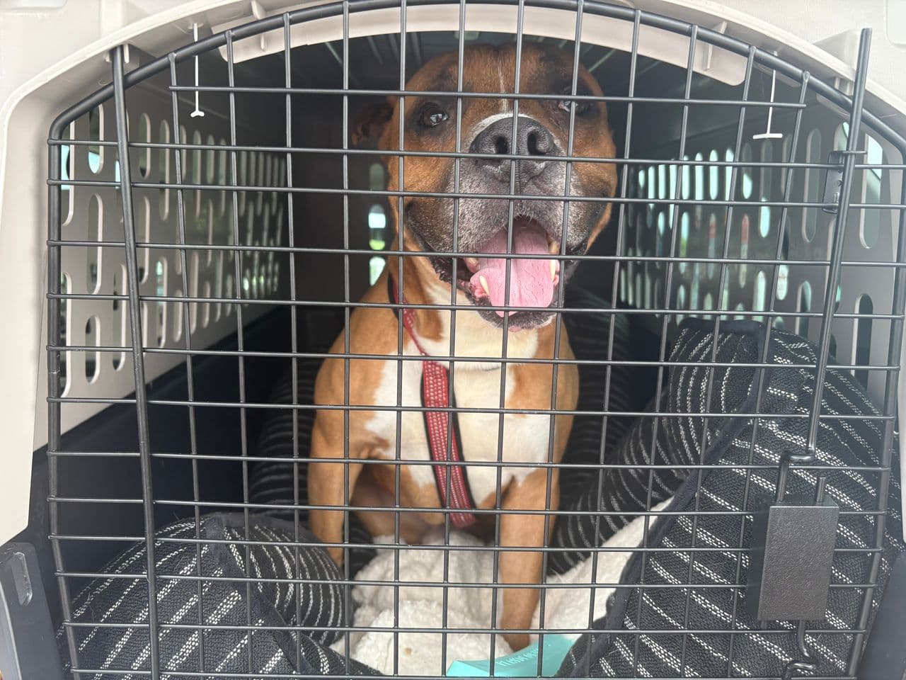 Pet travel photo 4