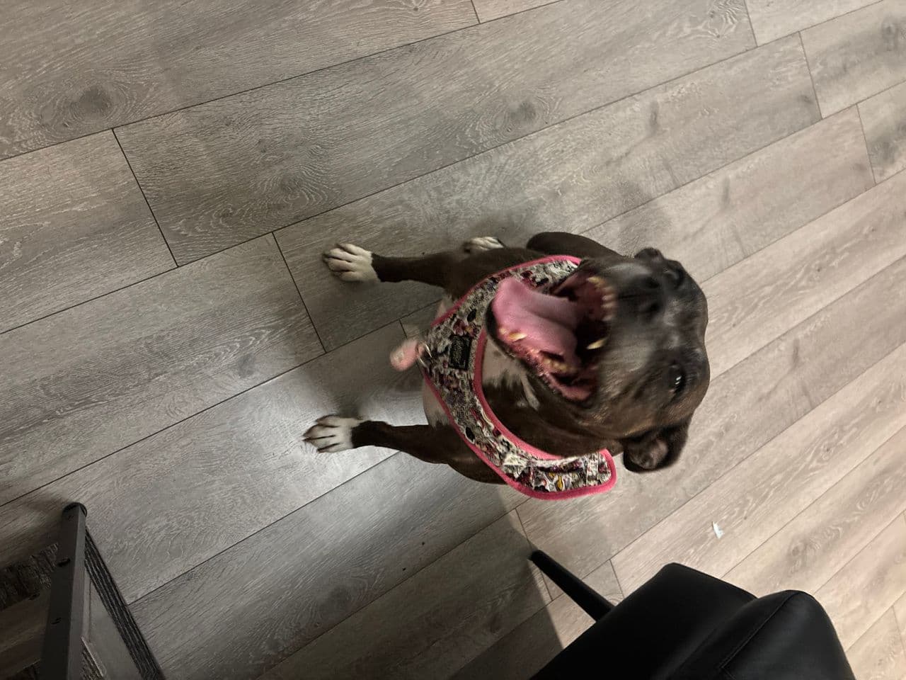 Pet travel photo 2