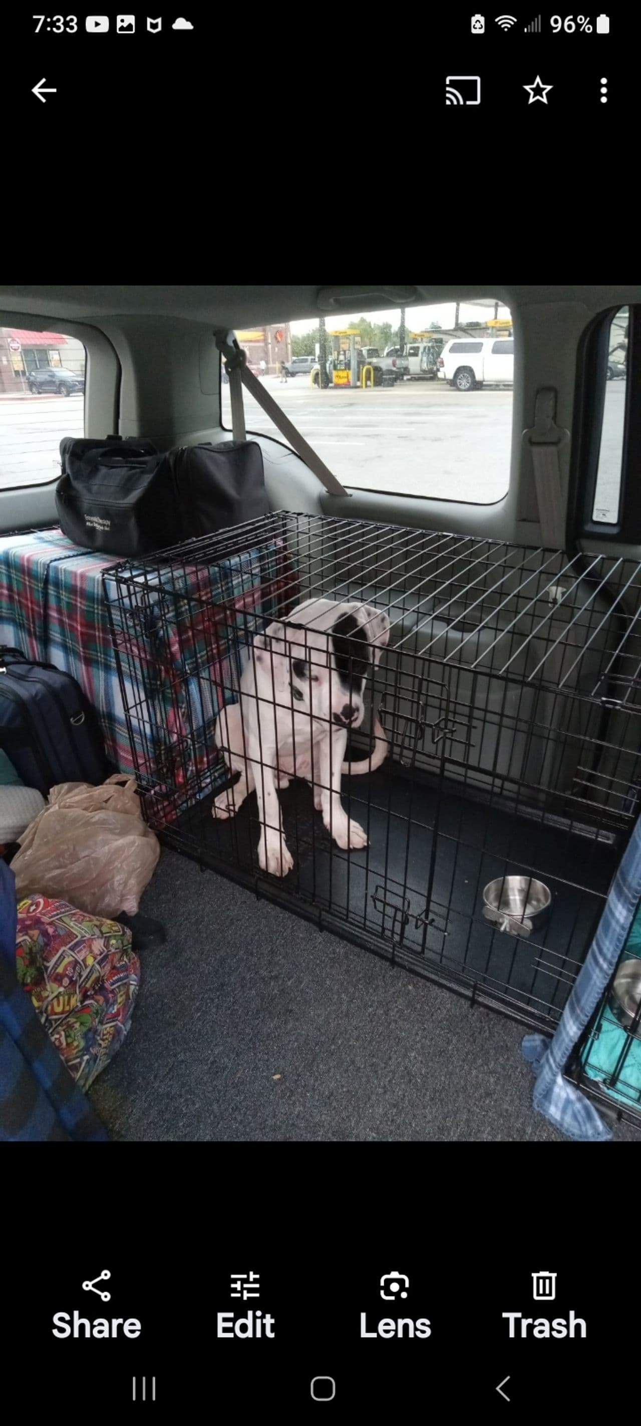 Pet travel photo 5
