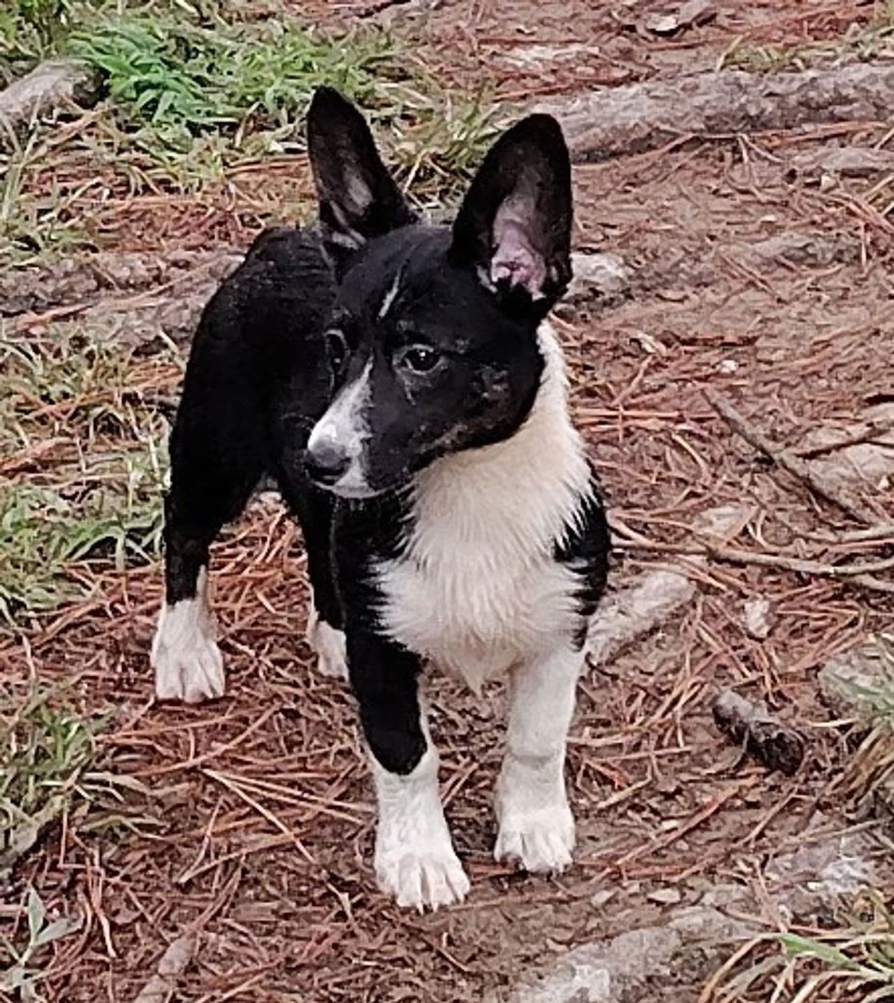 Pet travel photo 1