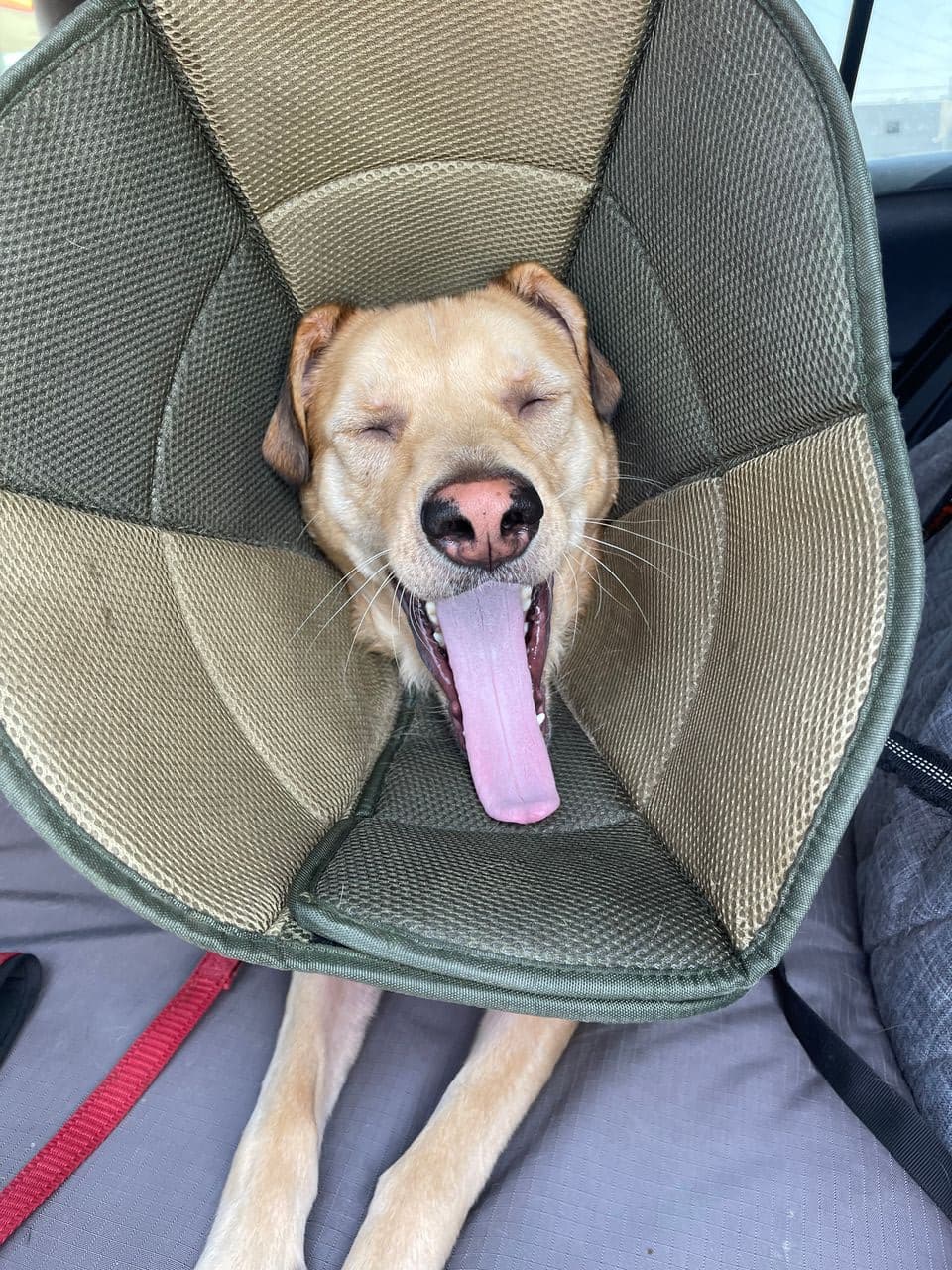 Pet travel photo 1
