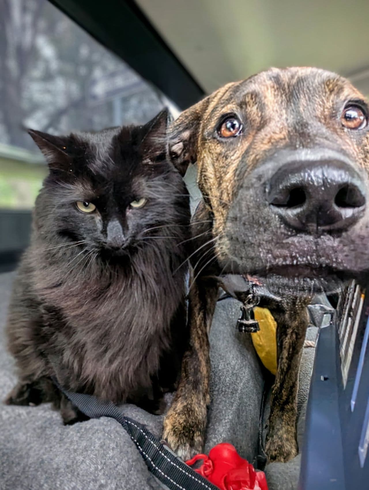 Pet travel photo 2