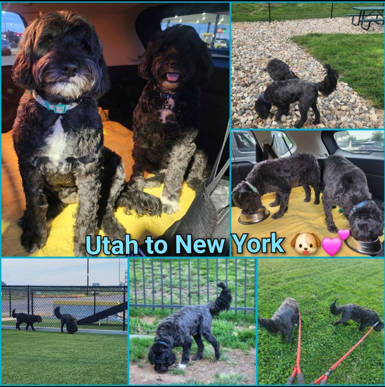 Pet travel photo 3