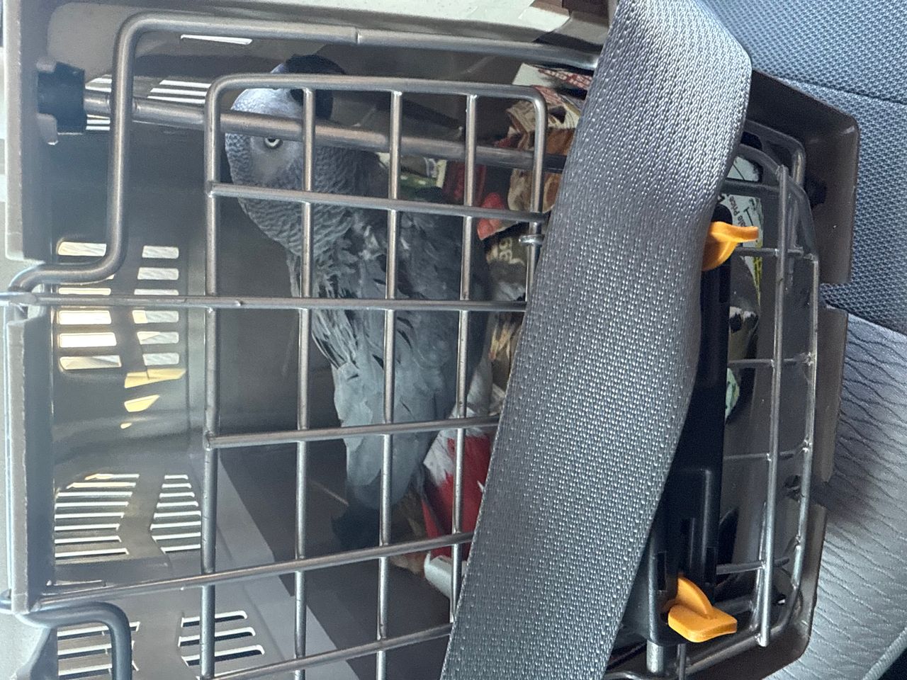 Pet travel photo 1