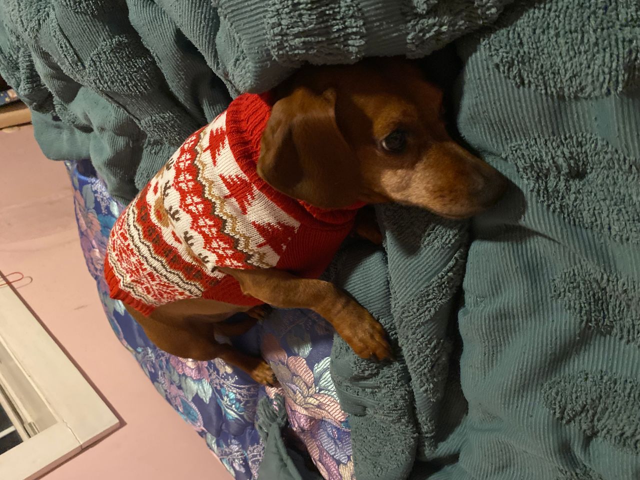 Pet travel photo 3