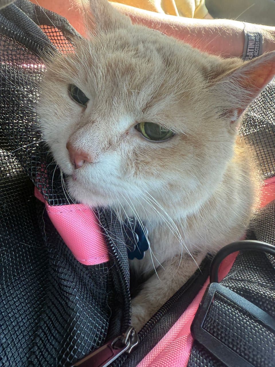 Pet travel photo 1