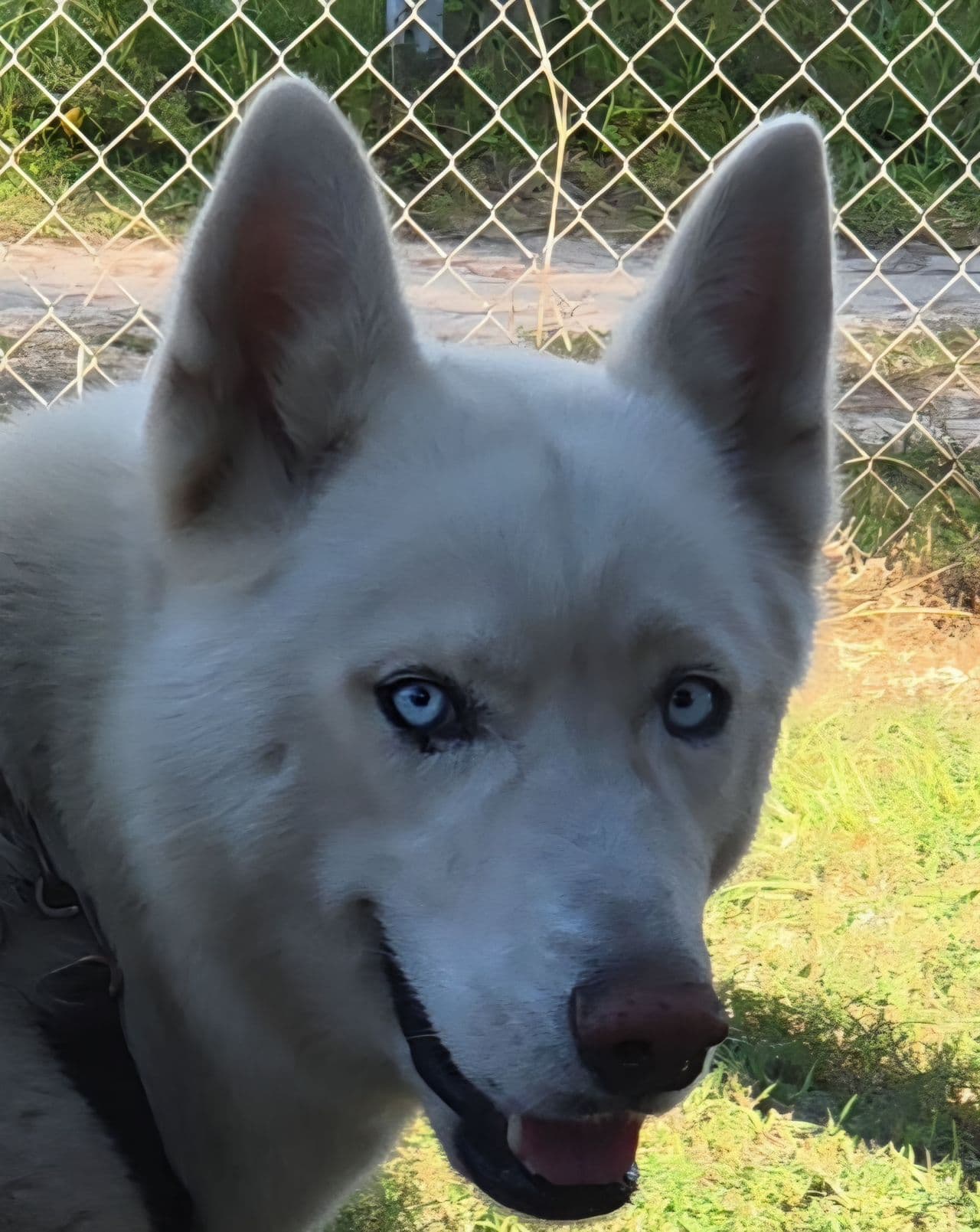 Pet travel photo 2