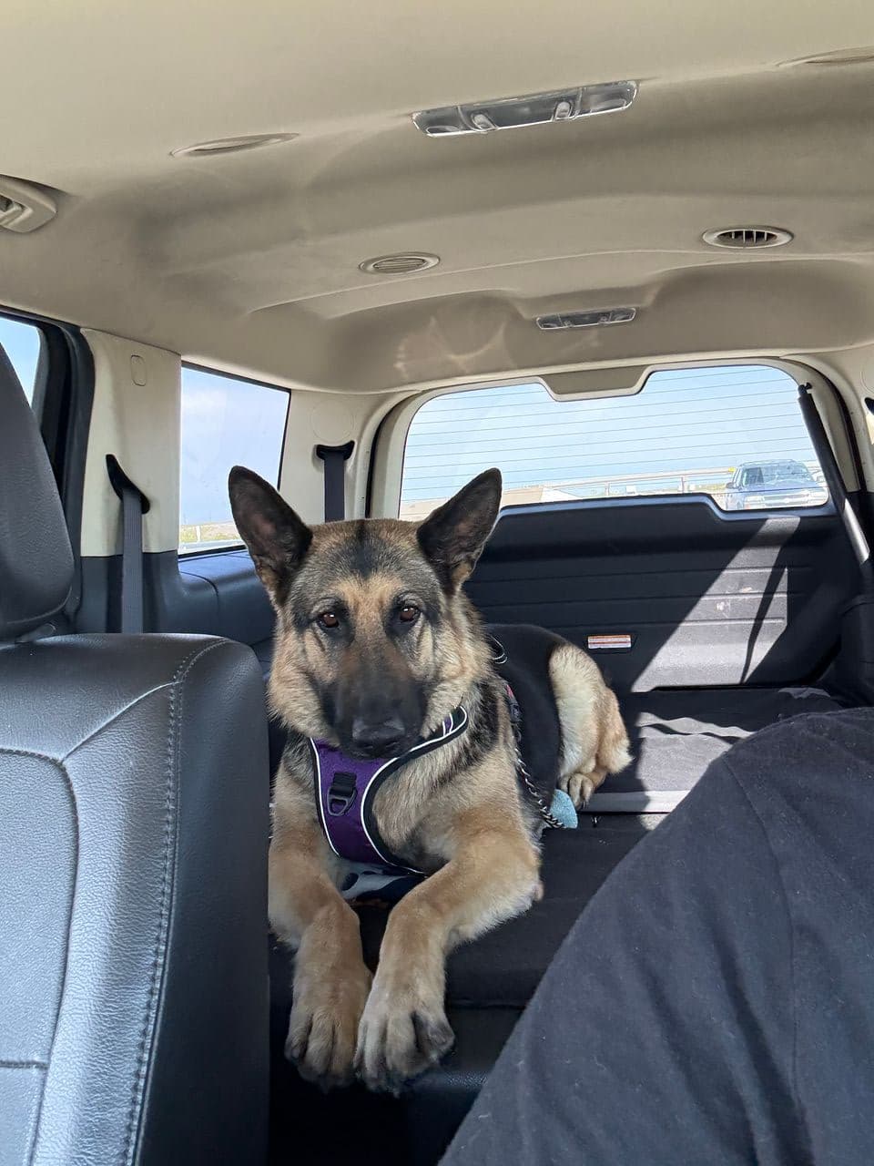 Pet travel photo 4