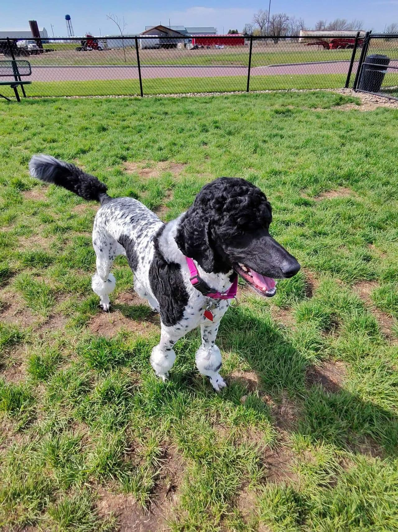 Pet travel photo 1