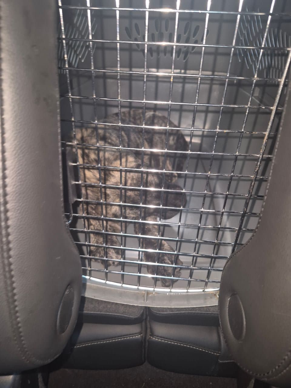 Pet travel photo 6