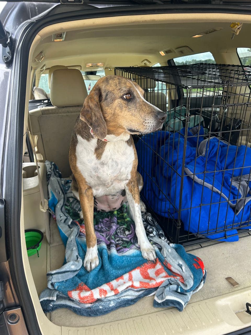 Pet travel photo 1