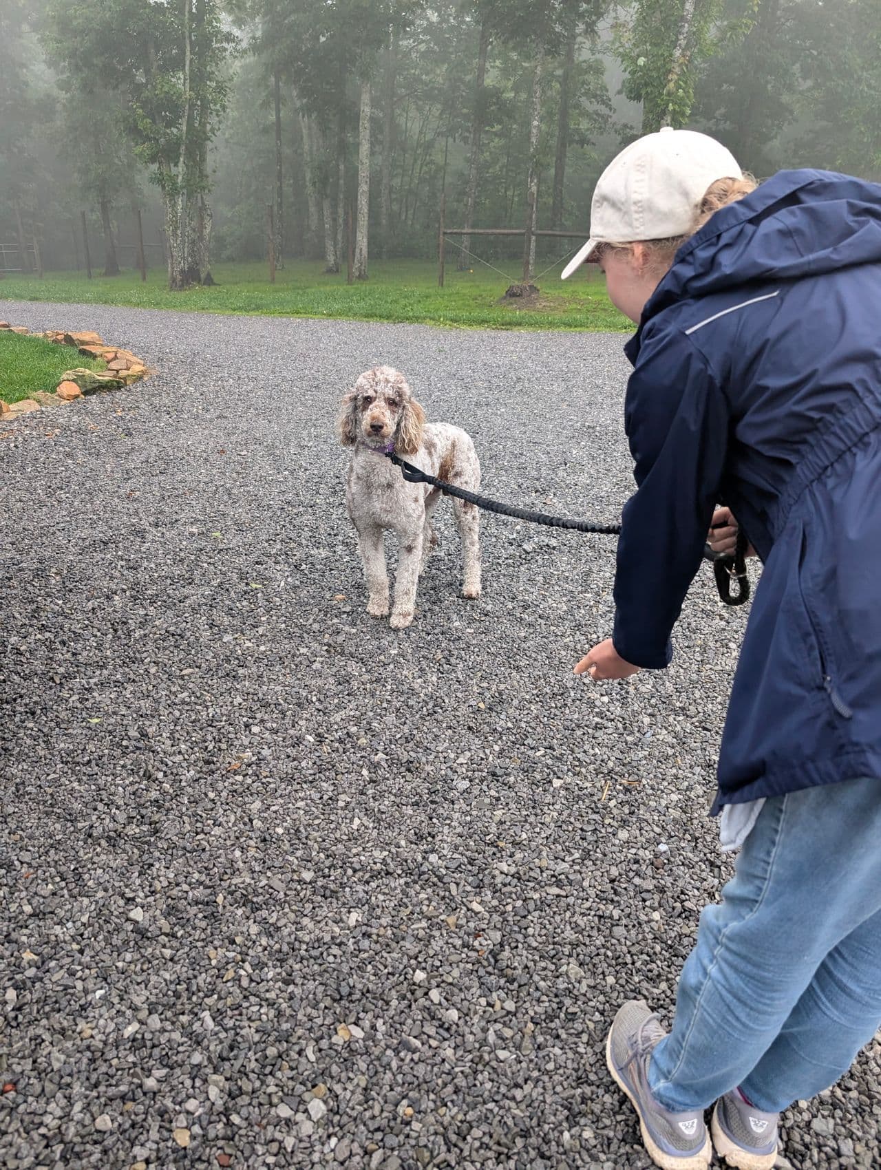 Pet travel photo 3