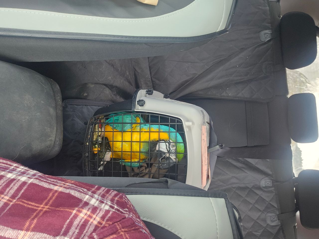Pet travel photo 1