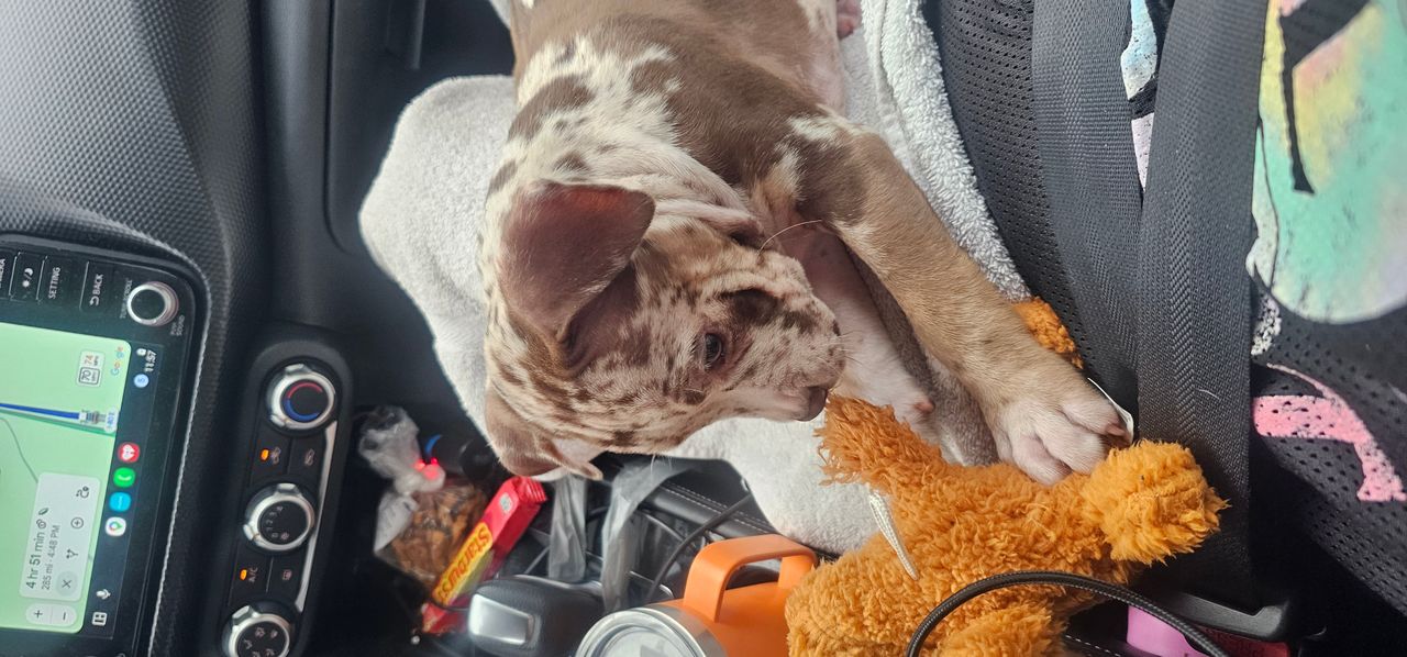 Pet travel photo 2