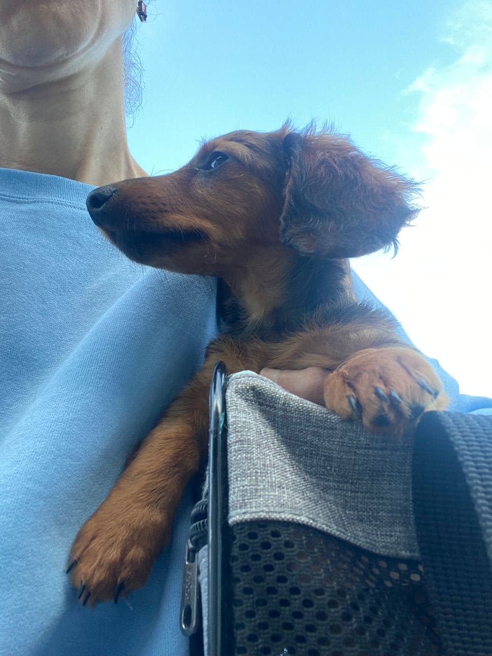 Pet travel photo 4