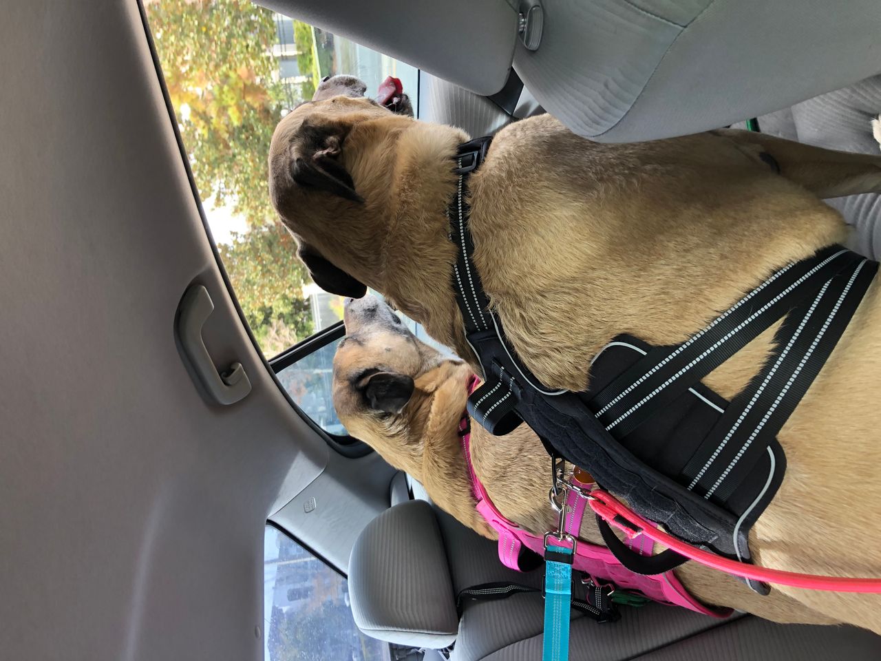 Pet travel photo 2