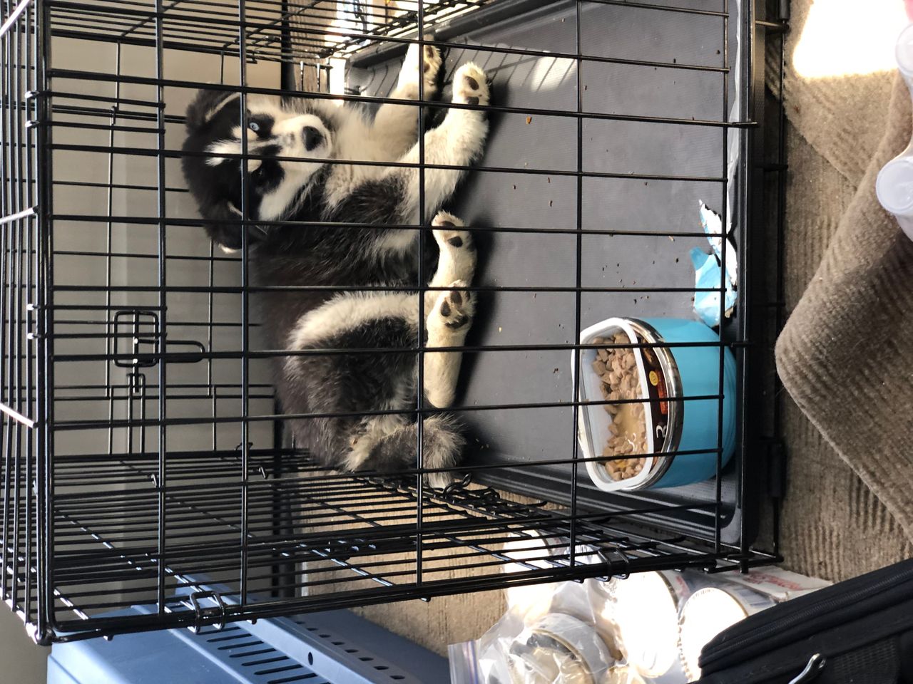 Pet travel photo 2