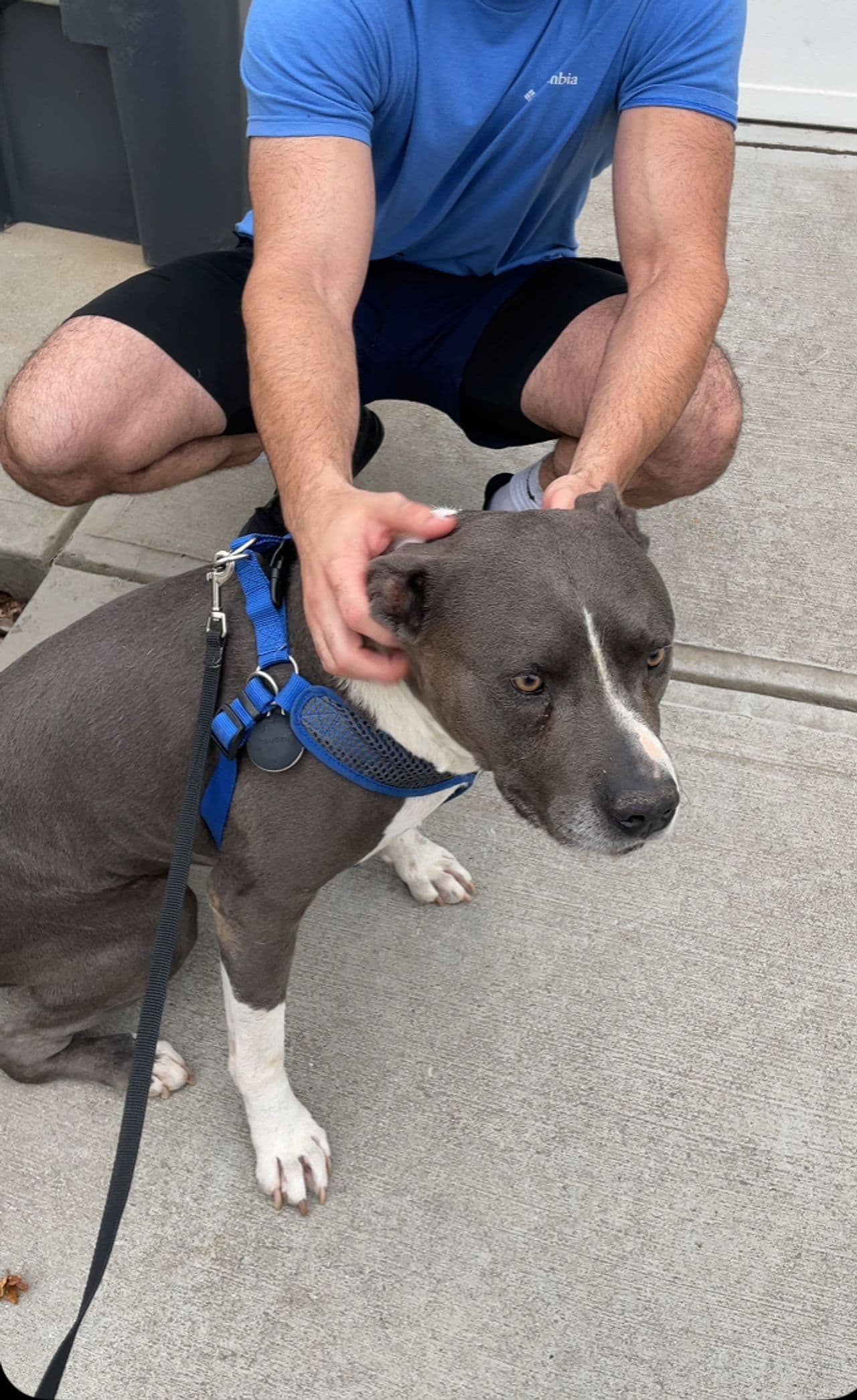 Pet travel photo 2