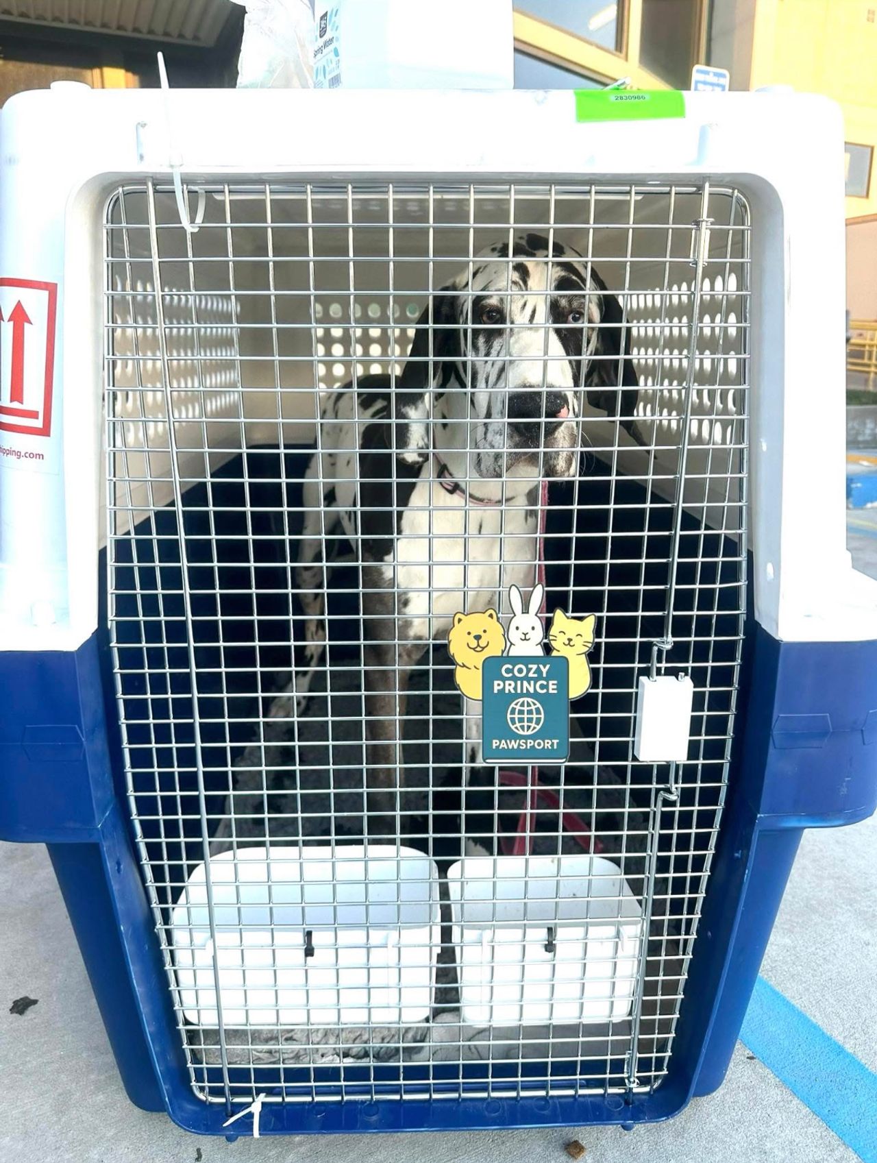 Pet travel photo 3