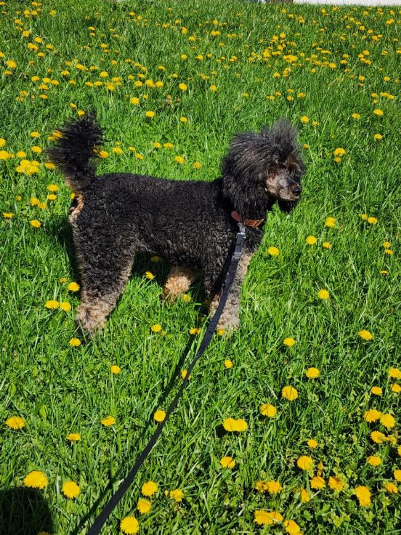 Pet travel photo 5