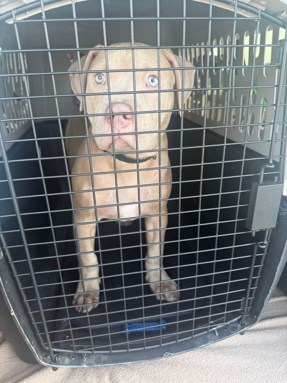 Pet travel photo 2