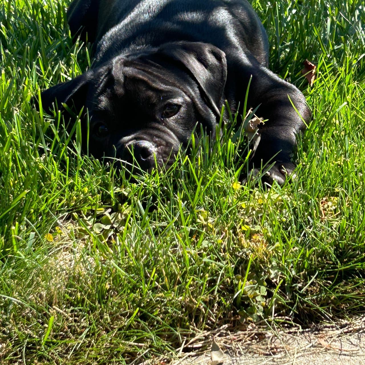 Pet travel photo 5