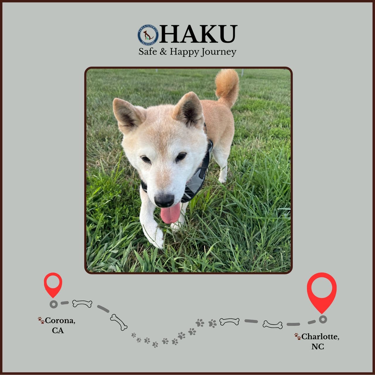 Pet travel photo 6