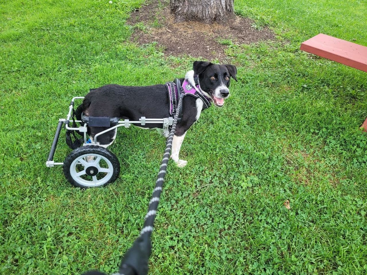 Pet travel photo 4