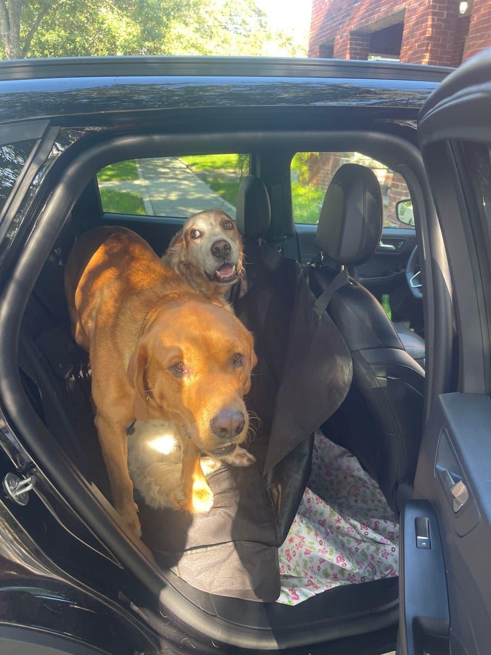 Pet travel photo 1