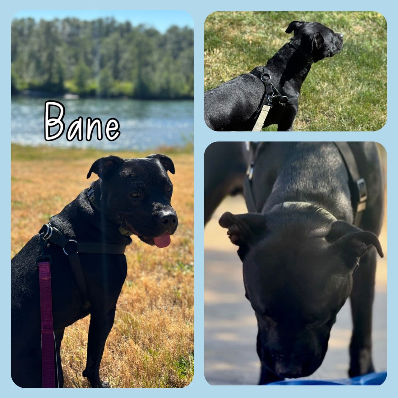 Pet travel photo 4