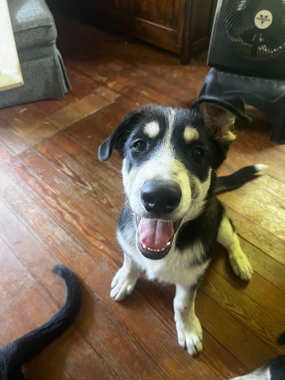 Pet travel photo 5