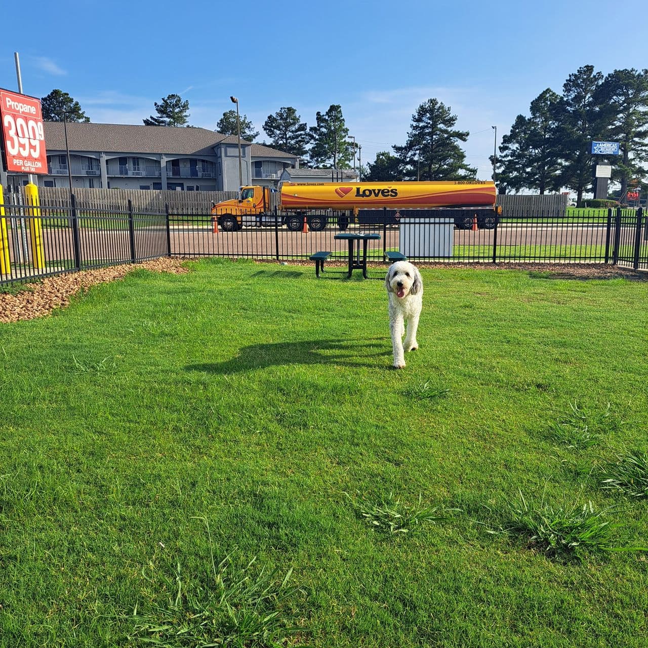 Pet travel photo 2