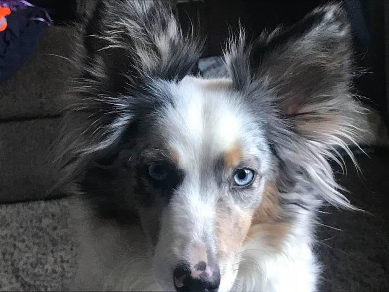 Pet travel photo 3