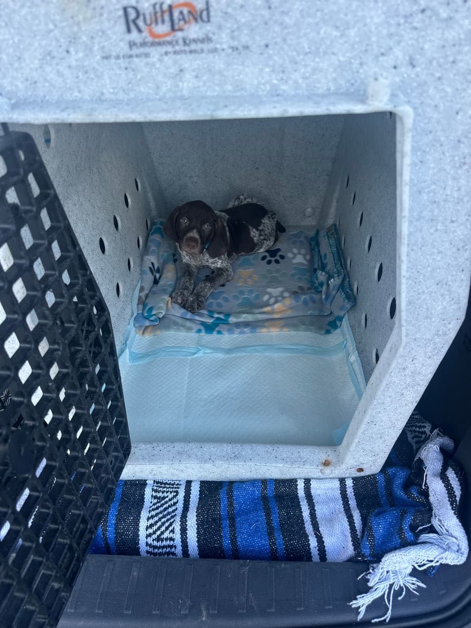 Pet travel photo 2