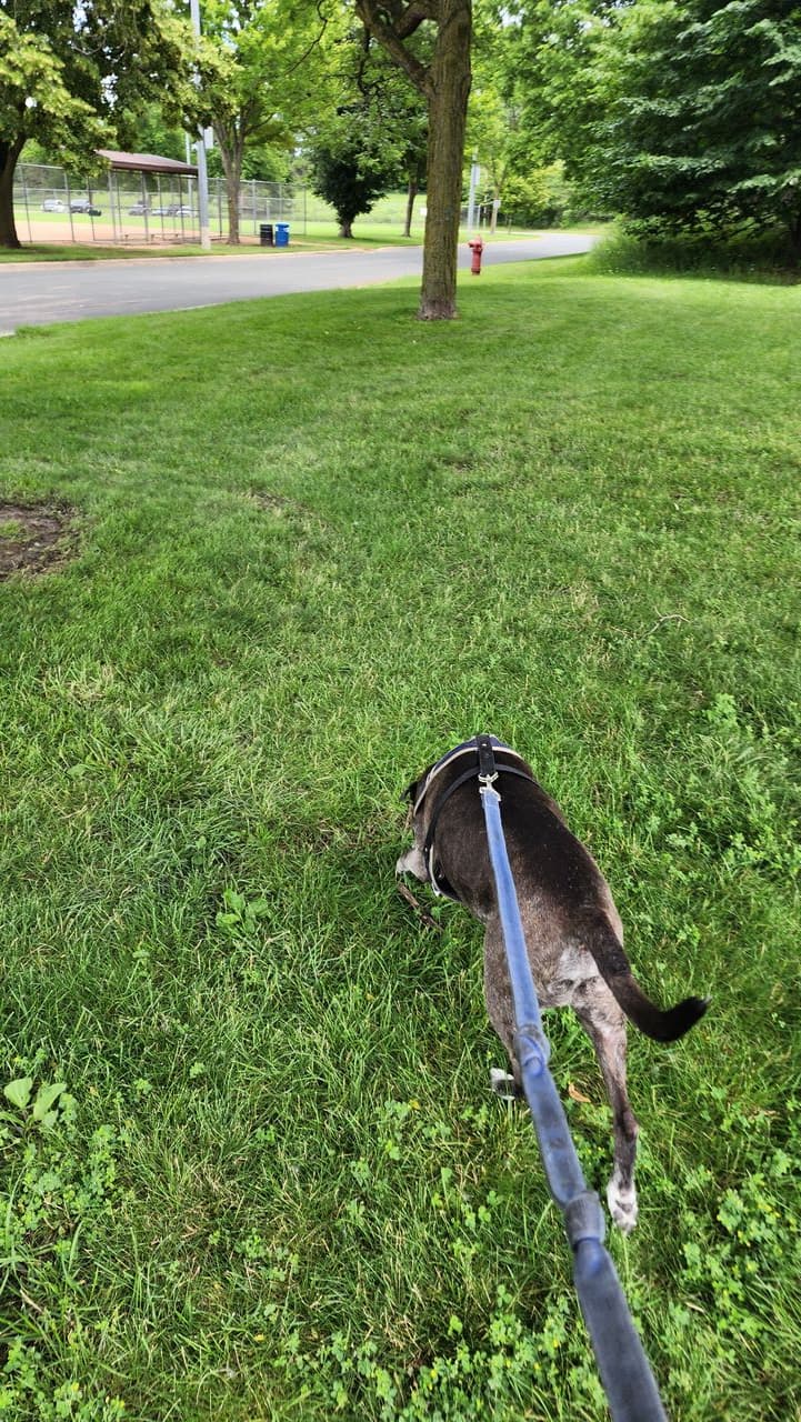 Pet travel photo 5