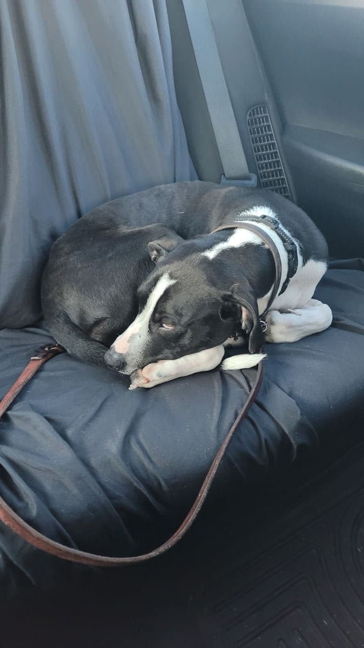 Pet travel photo 2