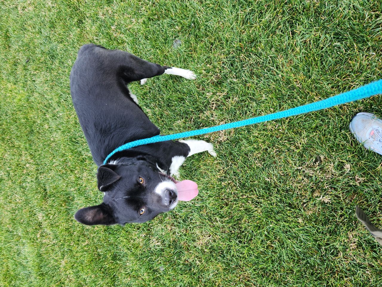 Pet travel photo 1
