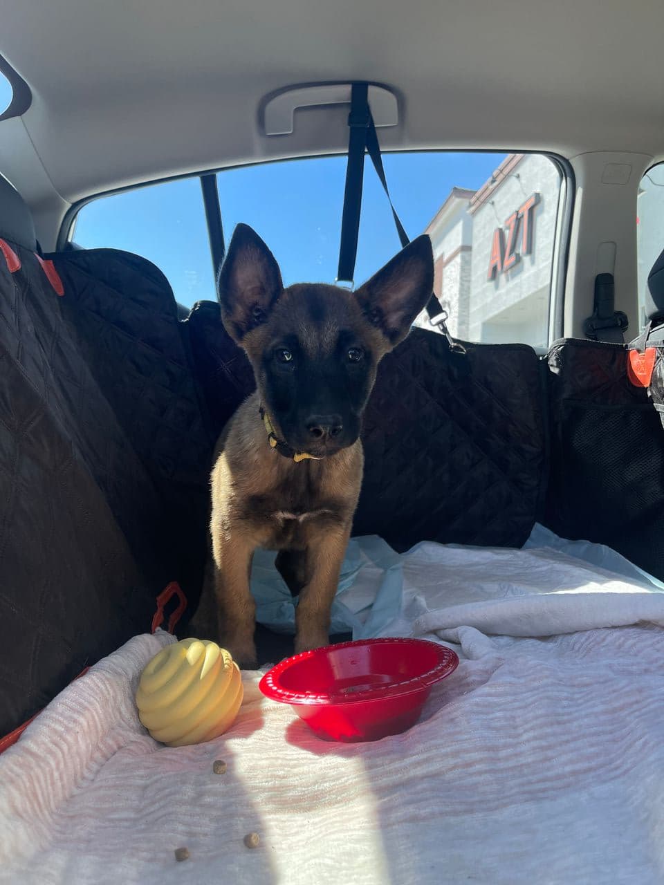 Pet travel photo 2