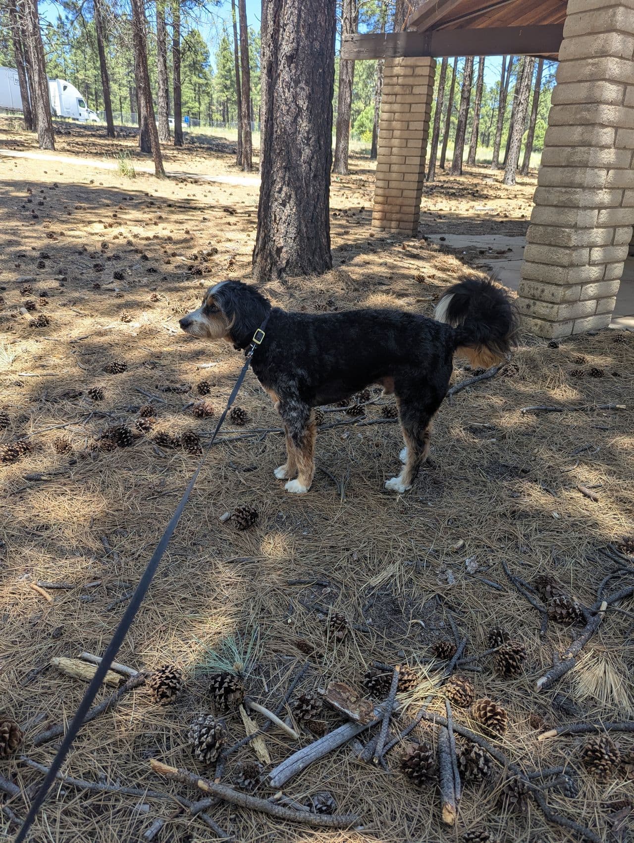 Pet travel photo 6
