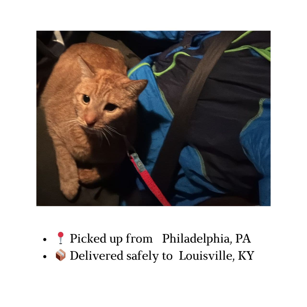 Pet travel photo 5