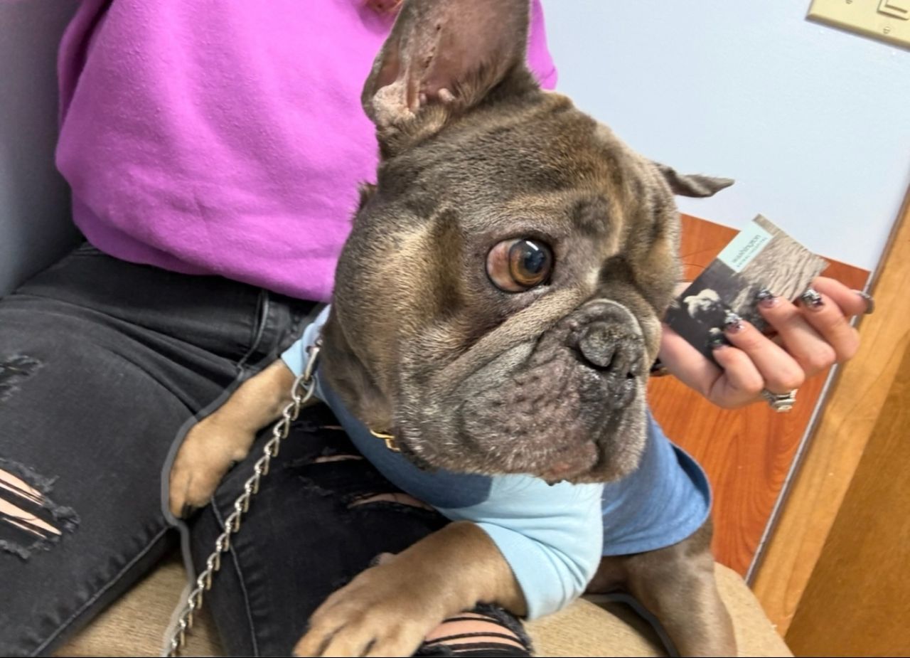 Pet travel photo 2