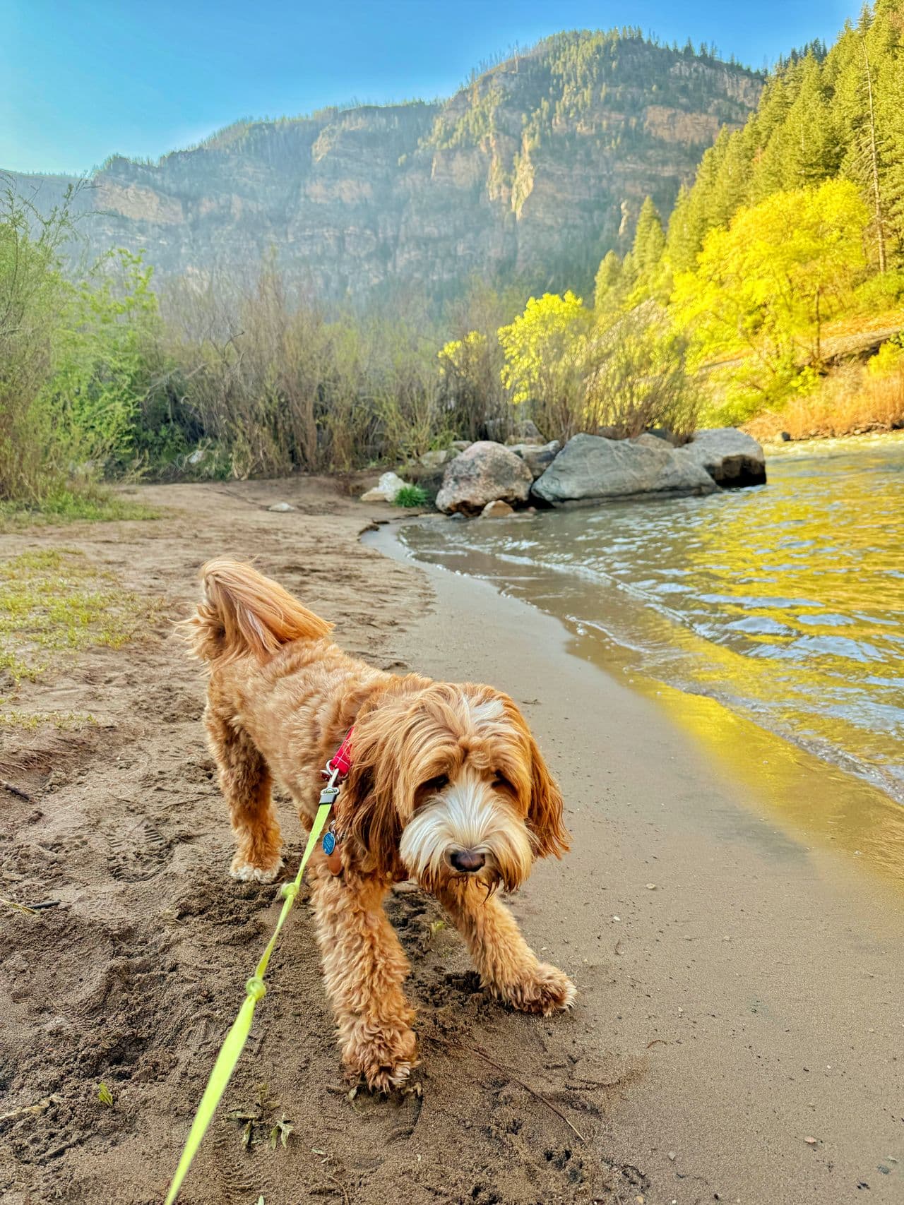 Pet travel photo 2