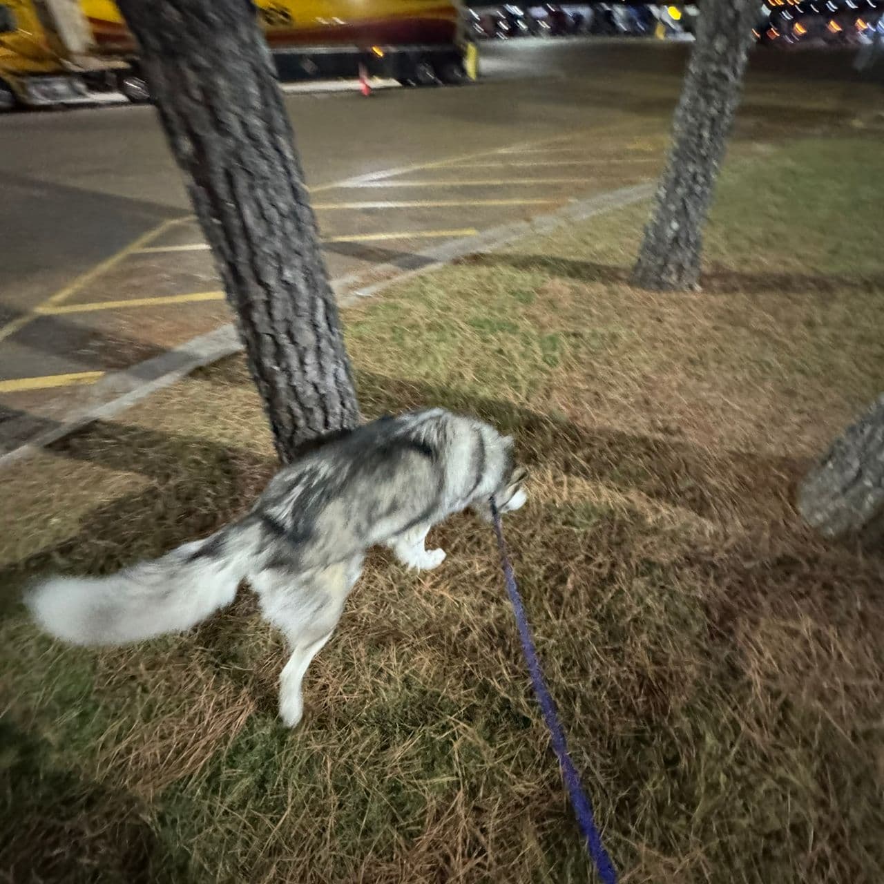 Pet travel photo 3