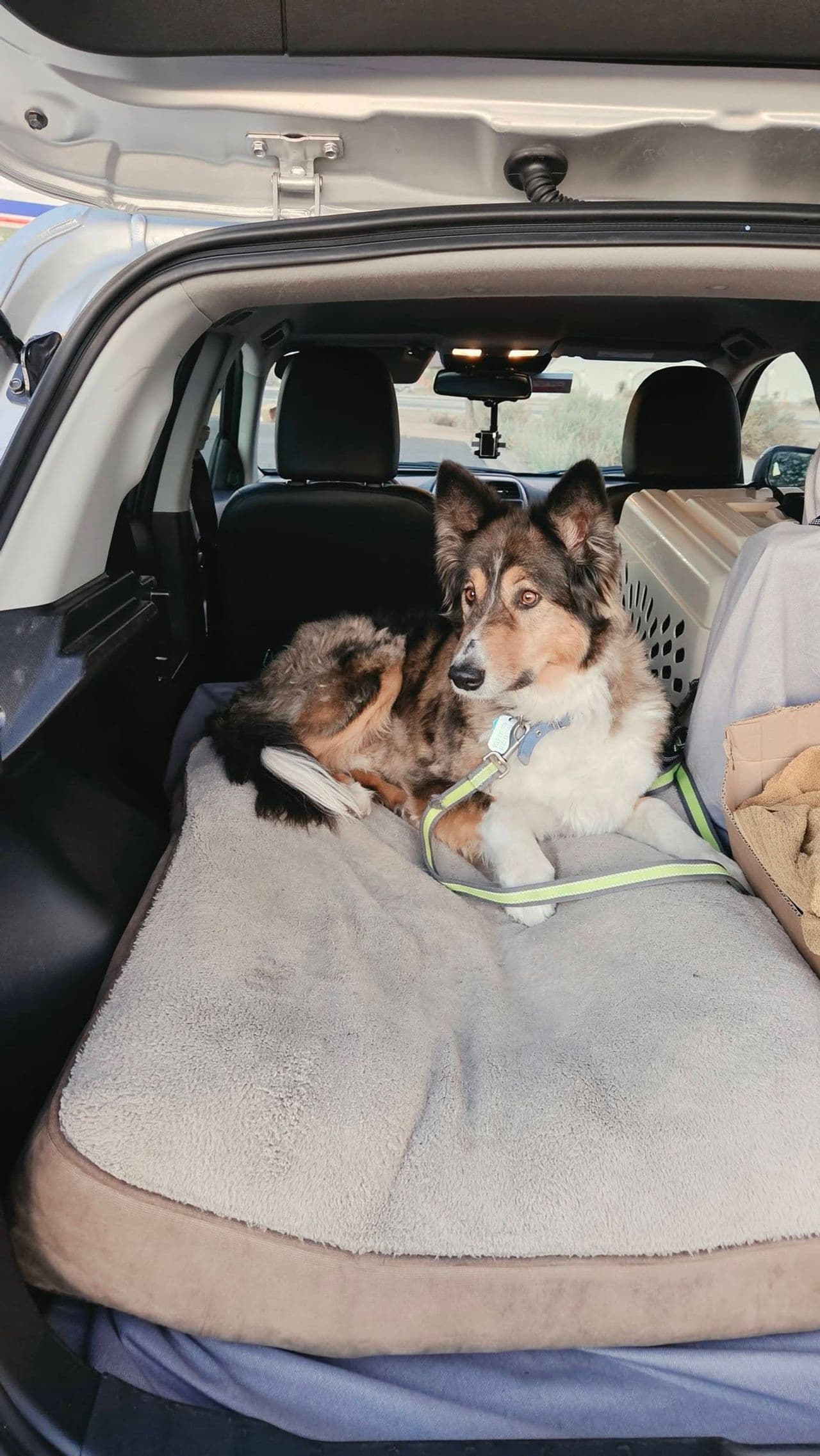 Pet travel photo 2
